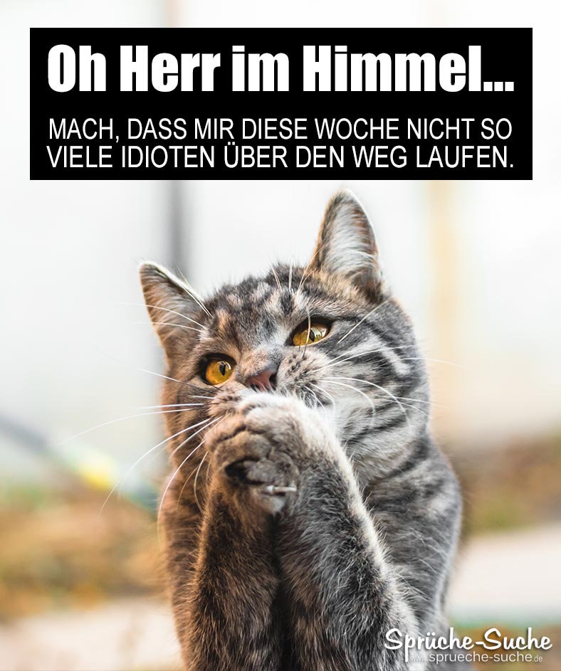 Lustiger Spruch mit Katze zum Wochenstart und Montag ...