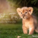 glückliche Momente - Spruch mit Baby-Löwen